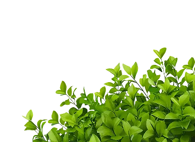 Vecteezy green leaves bush illustration 47522502 1